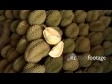 Fresh Durian at Market 1 2219